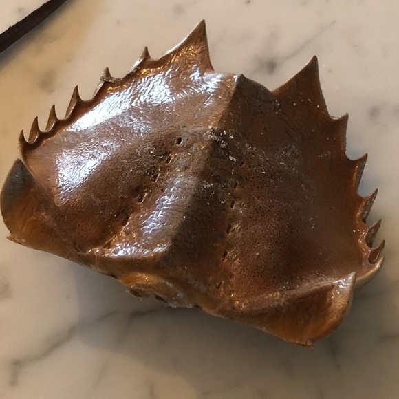 Meet your Posher, Emma - Picture 1 of 1